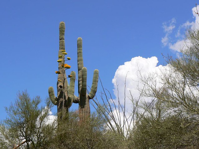 cacti and clouds