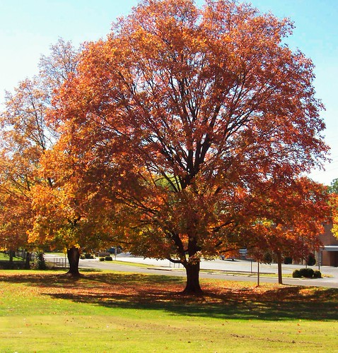 Pretty Maple | by Shutter_nutter
