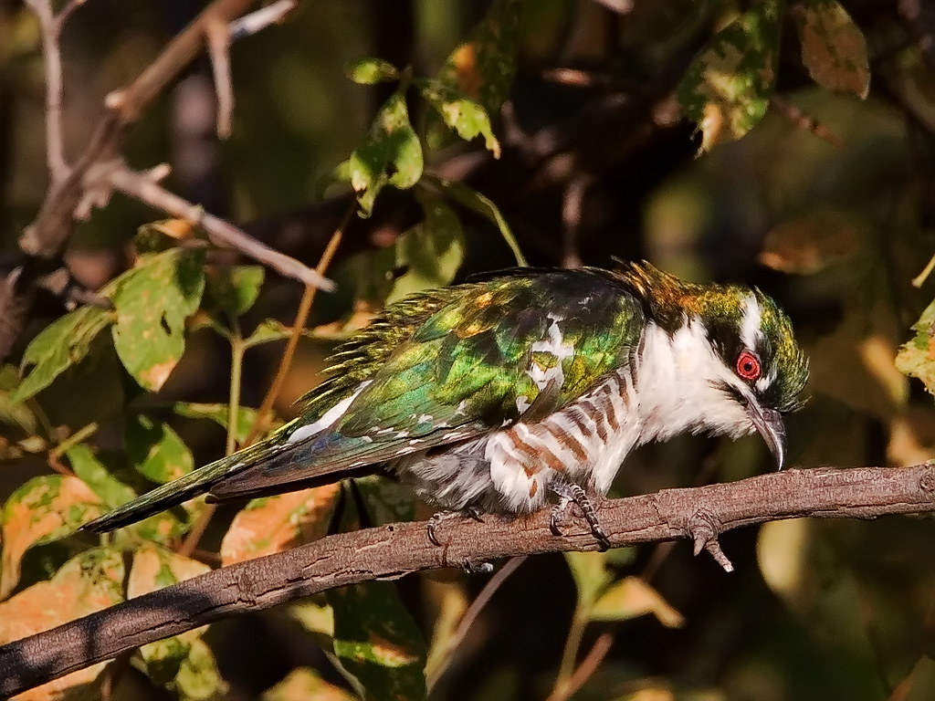 Diderick Cuckoo (Chrysococcyx caprius) | This bird was high … | Flickr