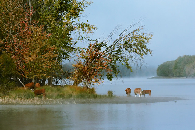 Cows in the Mist