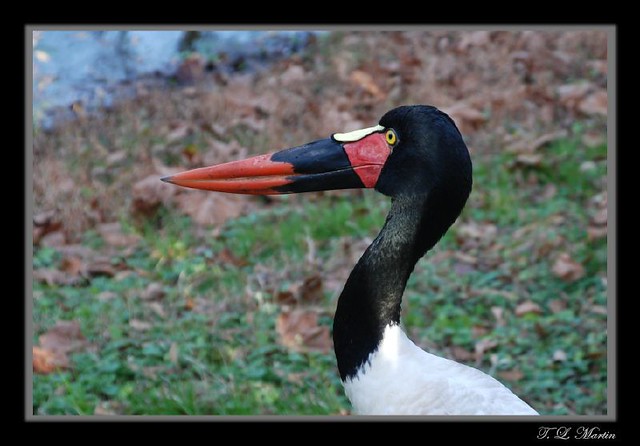 Saddle-billed Stork - Female