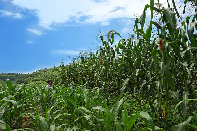 CIMMYT partner with experimental plot of Jala maize landrace by Eloise Phipps