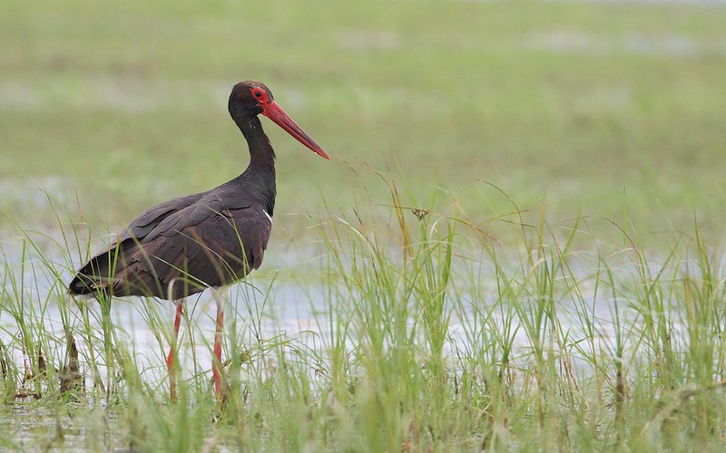 Ciconia nigra | Black Stork | svart stork
