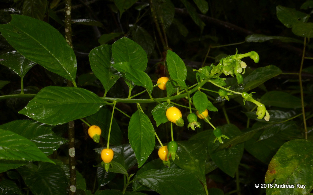 Burmeistera sp., Campanulaceae