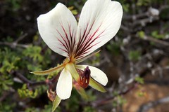 Pelargonium praemorsum subsp. praemorsum
