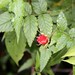 Flickr photo 'Rubus rosifolius var. rosifolius (Native Raspberry, Roseleaf Bramble, Thimbleberry)' by: Arthur Chapman.