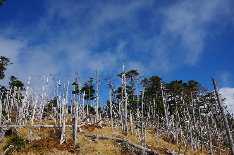 大峰山の縞枯れ現象