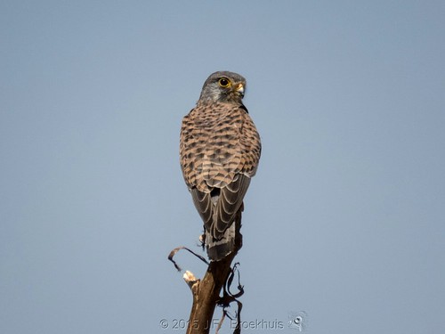 africa bird raptor uganda kestrel falco falcotinnunculus commonkestrel eurasiankestrel narus kidepo narusvalley karenga