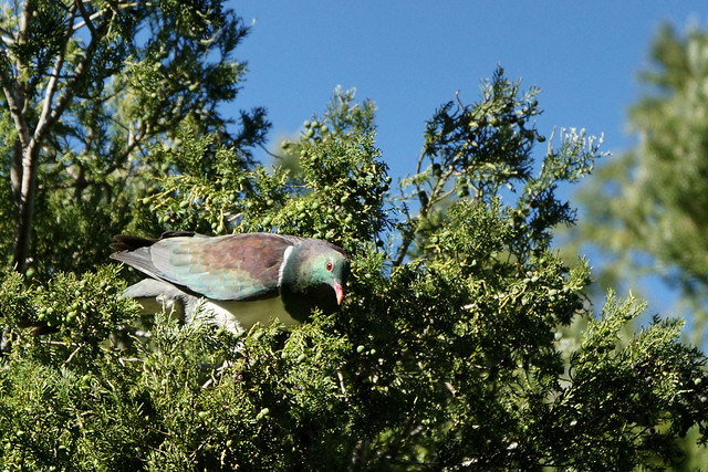 Wood Pigeon - Manaia Native Habitat