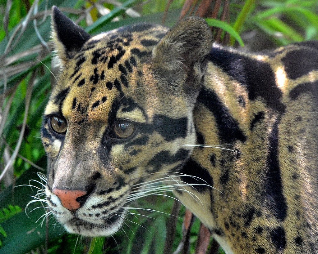 F5K_8415 | Clouded Leopard, Neofelis Nebulosa . Endangered S… | Flickr