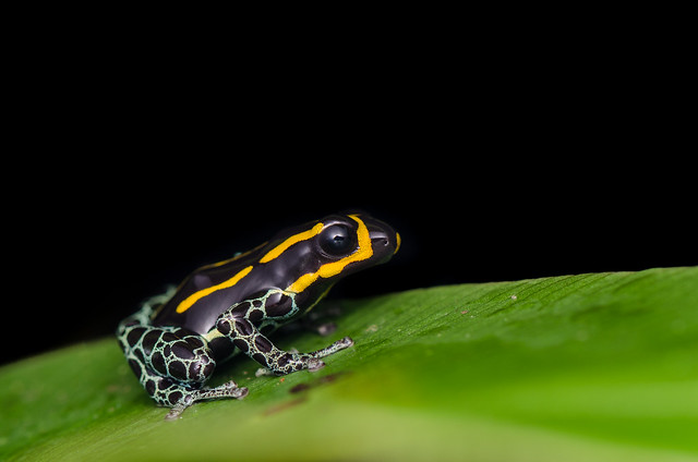 Poison Dart Frog In Profile