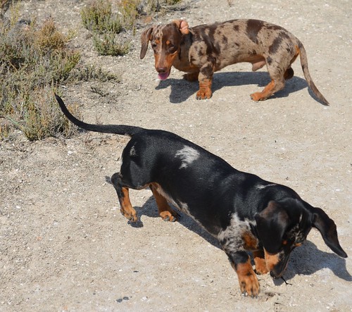 Dogs  Pt Wakefield Jan 27 2016 004 | by John Spooner, South Oz.