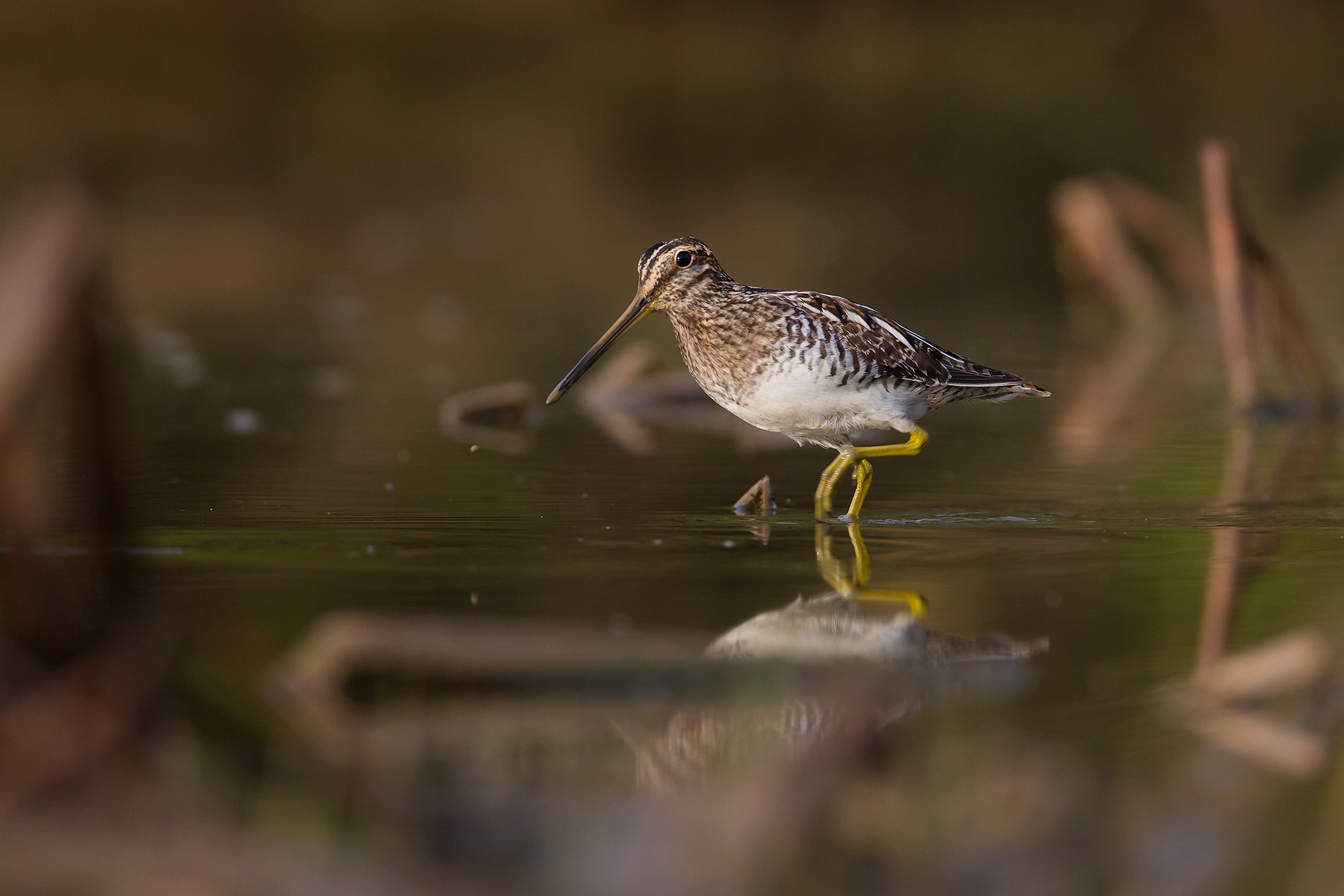 Gallinago delicata | Wilson's Snipe | amerikansk beckasin