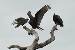 Turkey Vulture (Juvenile o/t Left)