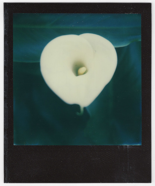 Calla Lily and instant film