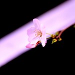 桜/ Sakura