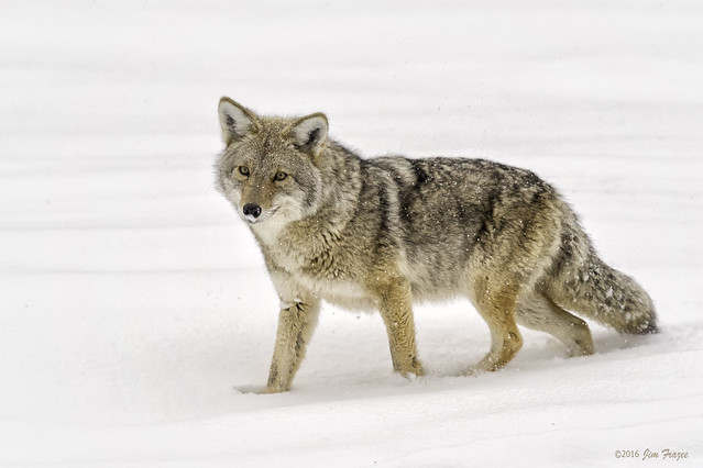 Beautiful Coyote (Canis latrans) - Madison River Valley - Yellowstone National Park