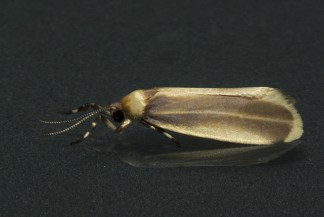 Rhabdatomis sp (Erebidae, Lithosiini)