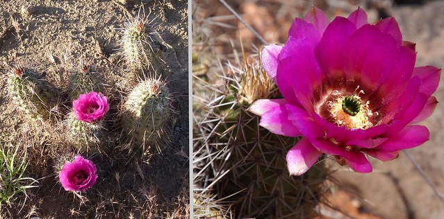 Pinkflower Hedgehog Cactus - Echinocereus fasciculatus