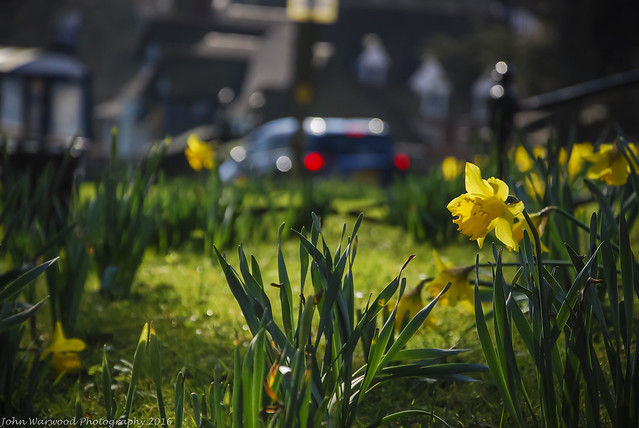 Daffodils
