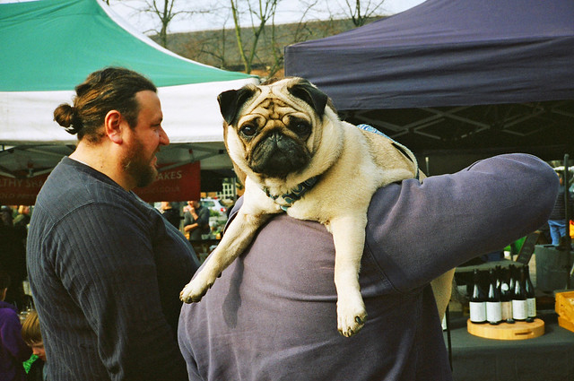 Busted by a pug at the farmer's market.