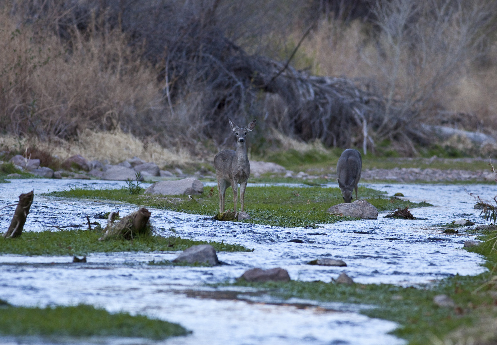 Deer in the Aravaipa Canyon Wilderness Area