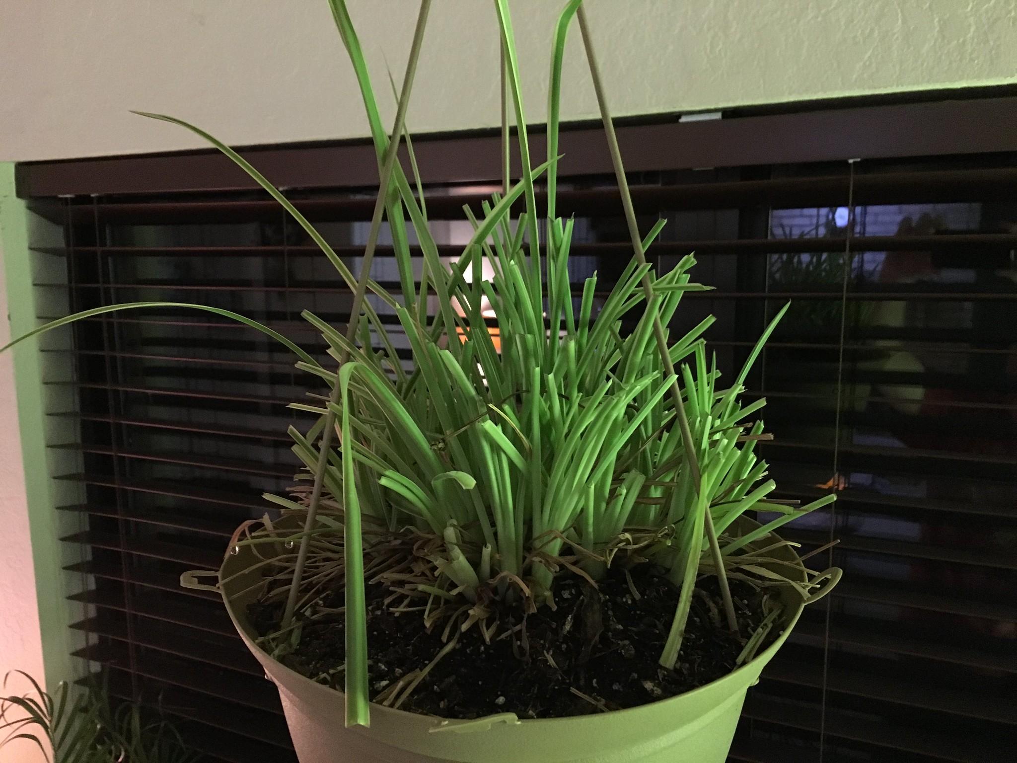 I gave the Spider plant a haircut