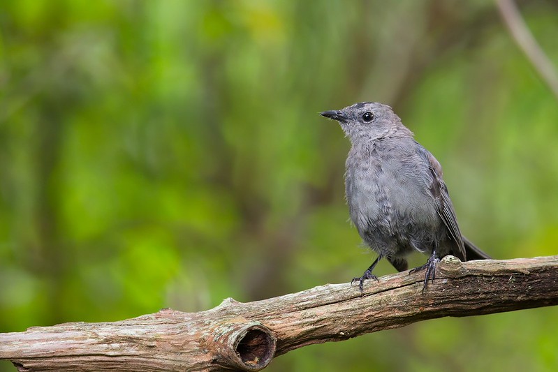 Dumetella carolinensis | Grey Catbird | grå kattfågel