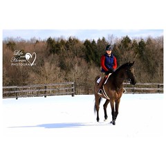 We finally got enough snow at the barn to take some winter shots. Now it's all going to melt again this week. Last chance for snow shots this weekend. #equestrian #equestrianlife #winter #horsesofinstagram #equinephotography #lifewithhorsesphoto