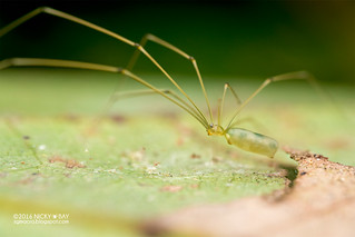 Daddy-long-legs spider (Meraha cf. kipungit) - DSC_6782
