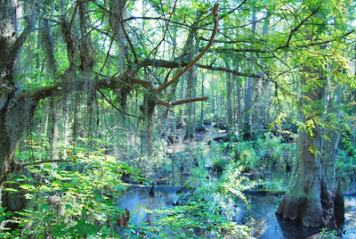 Bald Cypress swamp at first landing state park.