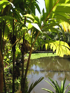 starr-120522-6449-Pinanga_kuhlii-habit-Iao_Tropical_Gardens_of_Maui-Maui | by Starr Environmental