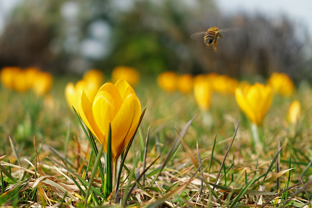 Gelber Krokus mit Biene im Abflug