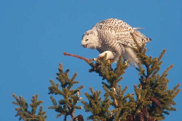 Bubo scandiacus | Snowy Owl | fjälluggla