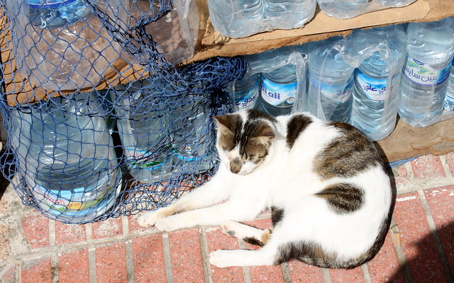 essaouira water cat