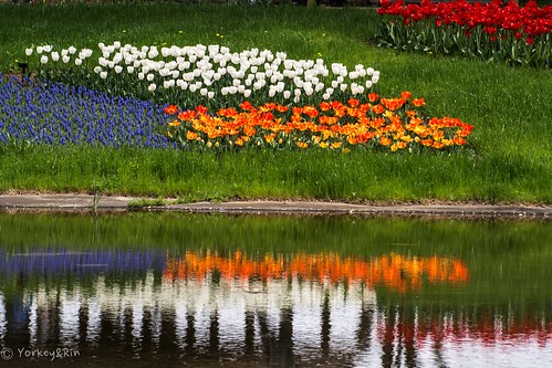 reflection japan tokyo spring olympus tulip april 東京 rin 春 ４月 2016 昭和記念公園 showakinenkouen em5 チューリップ゚ olympusm75300mmf4867ii t4100103