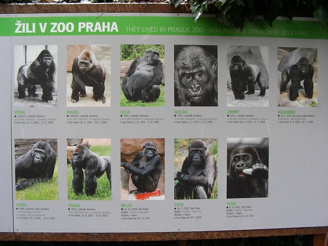 Prague 001: Previous Gorillas