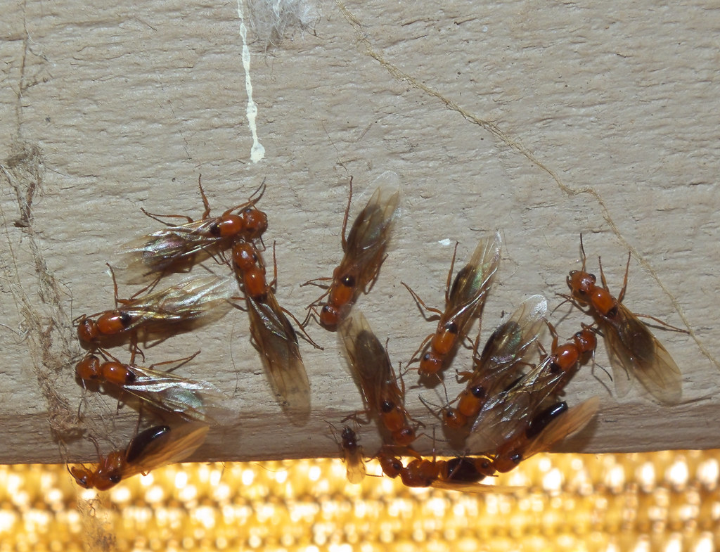 Formicidae Formicinae>Opisthopsis Strobe ant DSCF3767