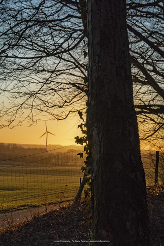denmark jylland plants ry solen solopgang sun sunrise tree trees træer farm farmliving appazphotography
