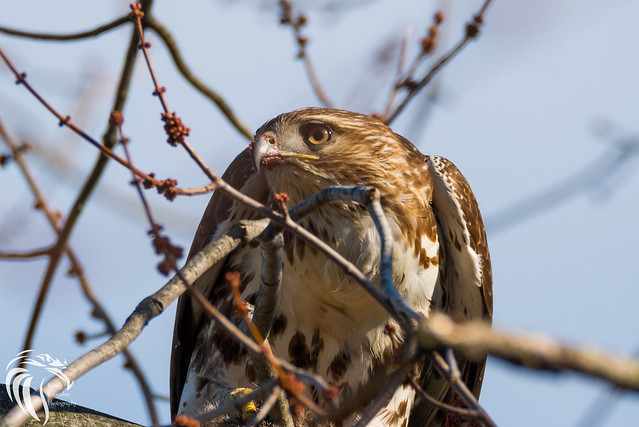 Portrait of a Red-tail