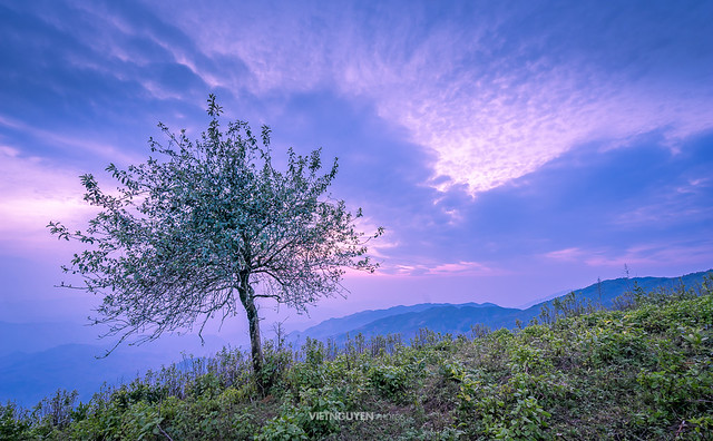 Alone tree on the mountian at sunset