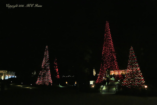 2015 Longwood Christmas:  Outdoors Nighttime Tree Lights by Terrace Cafe at Longwood Gardens of Kennett Square, PA