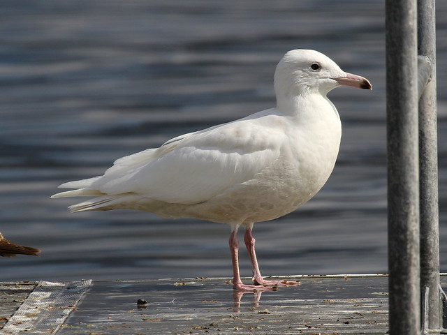 Glaucous Gull, Lower Otay Lake, CA, 1-30-16