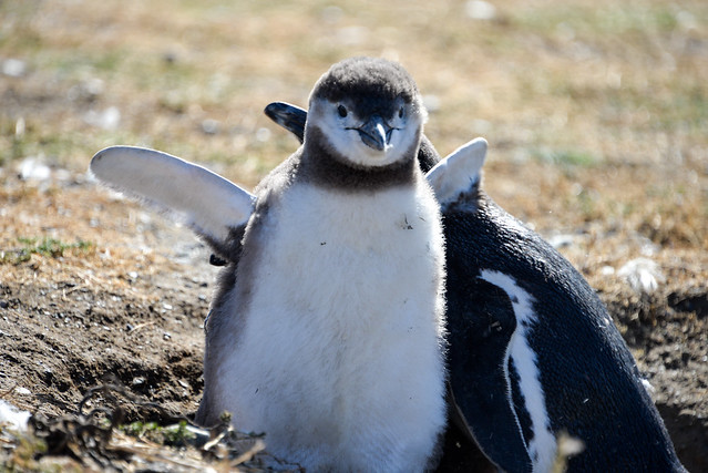 Isla Magdalena - Pingüino patagónico