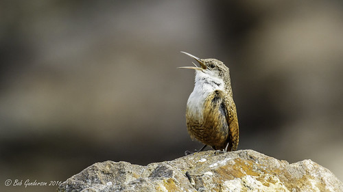 california birds northerncalifornia wrens southbay santaclaracounty catherpesmexicanus canyonwren coyotelakecountypark