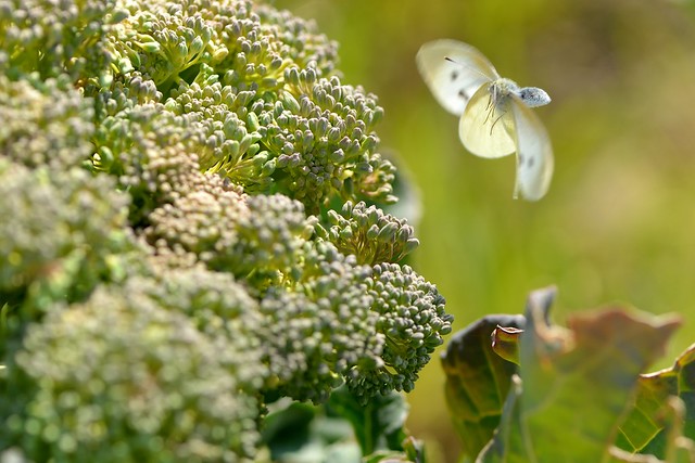 Broccoli and a small cabbage white butterfly