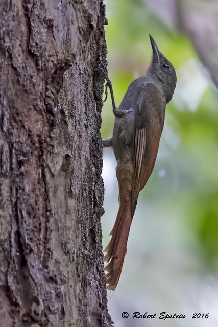 Olivaceous Woodcreeper 5