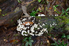 White fungus on log in rainforest near Tambopata Research Center in Peru-01 5-31-15