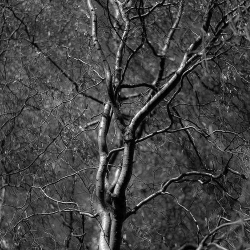 d5000 dof nikon sedgemeadowforestpreserve abstract autumn blackwhite blackandwhite blur branches bw depthoffield forest landscape leaves light monochrome natural noahbw shadow square treetrunk trees woods upthroughtrees