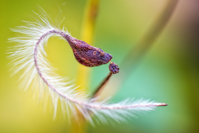 Clematis seed pod